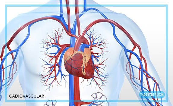 دپارتمان قلبی - عروقی